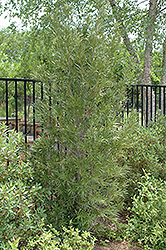 Japanese Yew (Podocarpus macrophyllus) at Golden Acre Home & Garden