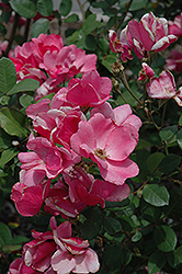 Else Poulsen Rose (Rosa 'Else Poulsen') at Lakeshore Garden Centres