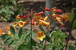 Orange Mahogany Esperanza (Tecoma 'Orange Mahogany') at Lakeshore Garden Centres