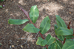 Red Ginger (Hedychium greenii) at Lakeshore Garden Centres