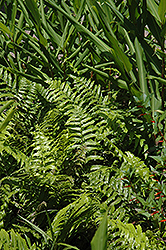 Fronderosa Vegetable Fern (Diplazium esculentum 'Fronderosa') at Lakeshore Garden Centres