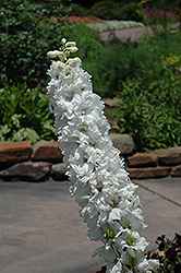 Magic Fountains White Larkspur (Delphinium 'Magic Fountains White') at Lakeshore Garden Centres