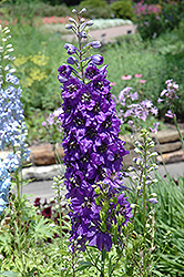 Magic Fountains Purple Larkspur (Delphinium 'Magic Fountains Purple') at Lakeshore Garden Centres