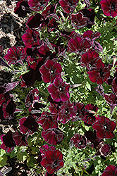Surprise Midnight Cowboy Petunia (Petunia 'Surprise Midnight Cowboy') at Lakeshore Garden Centres