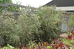 Hannah Ray Bottlebrush (Callistemon viminalis 'Hannah Ray') at Lakeshore Garden Centres