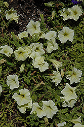 Novela Yellow Petunia (Petunia 'Novela Yellow') at Lakeshore Garden Centres