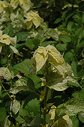 Kogane Mushi Japanese False Nettle (Boehmeria nipononivea 'Kogane Mushi') at Lakeshore Garden Centres