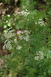 Caraway (Carum carvi) at Lakeshore Garden Centres