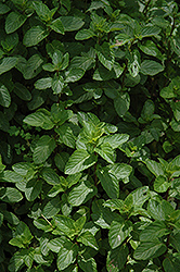 Yerba Buena Spearmint (Mentha spicata 'Yerba Buena') at Lakeshore Garden Centres