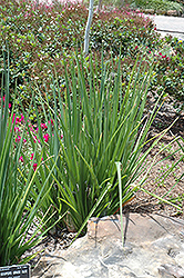 Cooper's Aloe (Aloe cooperi) at Lakeshore Garden Centres