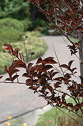 Delta Jazz Crapemyrtle (Lagerstroemia 'Chocolate Mocha') at Lakeshore Garden Centres