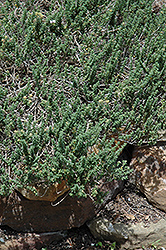 Porlock Creeping Thyme (Thymus praecox 'Porlock') at Lakeshore Garden Centres