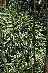 Variegated Chinese Temple Bamboo (Sinobambusa tootsik 'Albostriata') at Lakeshore Garden Centres