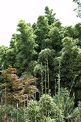Variegated Chinese Temple Bamboo (Sinobambusa tootsik 'Albostriata') at Lakeshore Garden Centres