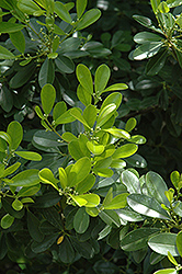 Perdido Holly (Ilex cassine 'Perdido') at Lakeshore Garden Centres