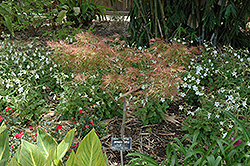 Chantilly Lace Japanese Maple (Acer palmatum 'Chantilly Lace') at Lakeshore Garden Centres