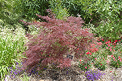 Dissectum Nigrum Cutleaf Japanese Maple (Acer palmatum 'Dissectum Nigrum') at Lakeshore Garden Centres