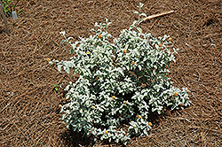 Wooly Butterfly Bush (Buddleia marrubiifolia) at Lakeshore Garden Centres