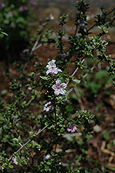 Apple Blossom Serissa (Serissa japonica 'Apple Blossom') at Lakeshore Garden Centres