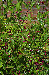 Little Grapes Globe Amaranth (Gomphrena globosa 'Little Grapes') at Lakeshore Garden Centres