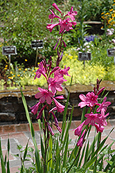 Bugle Lily (Watsonia borbonica) at Lakeshore Garden Centres