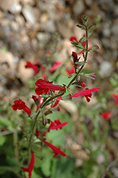 Roemer's Sage (Salvia roemeriana) at Lakeshore Garden Centres