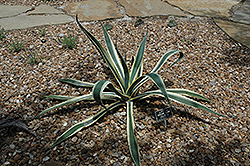 Marginata Alba Agave (Agave americana 'Marginata Alba') at Lakeshore Garden Centres