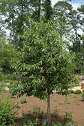 Carolina Buckthorn (Frangula caroliniana) at Lakeshore Garden Centres