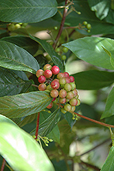 Carolina Buckthorn (Frangula caroliniana) at Lakeshore Garden Centres