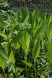 Golden Canna (Canna flaccida) at Lakeshore Garden Centres