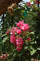 Hurricane Katrina Rose (Rosa 'Hurricane Katrina') at Lakeshore Garden Centres