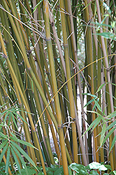 Rockledge Bamboo (Bambusa textilis 'RG Dwarf') at Lakeshore Garden Centres