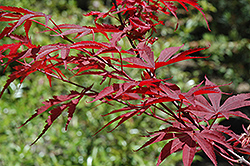 Inazuma Japanese Maple (Acer palmatum 'Inazuma') at Lakeshore Garden Centres