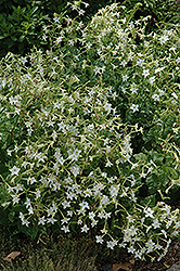 Flowering Tobacco (Nicotiana alata) at Lakeshore Garden Centres