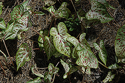 Gingerland Caladium (Caladium 'Gingerland') at Lakeshore Garden Centres