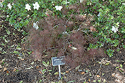Red Feathers Japanese Maple (Acer palmatum 'Red Feathers') at Lakeshore Garden Centres