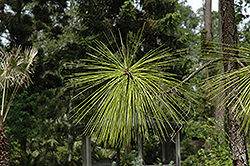 Longleaf Pine (Pinus palustris) at Lakeshore Garden Centres