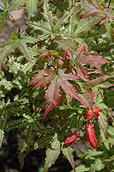 Peaches And Cream Japanese Maple (Acer palmatum 'Peaches And Cream') at Lakeshore Garden Centres