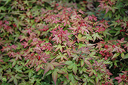 Beni Hime Japanese Maple (Acer palmatum 'Beni Hime') at Lakeshore Garden Centres
