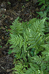 Leatherleaf Fern (Rumohra adiantiformis) at Lakeshore Garden Centres
