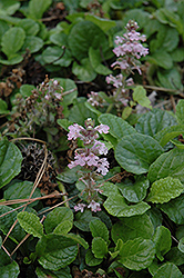 Pink Spire Bugleweed (Ajuga genevensis 'Pink Spire') at Green Thumb Garden Centre