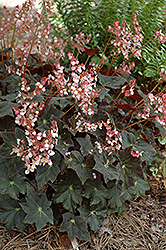 Joe Hayden Begonia (Begonia 'Joe Hayden') at Lakeshore Garden Centres