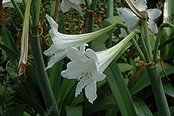 Amputo Amaryllis (Hippeastrum 'Amputo') at Lakeshore Garden Centres