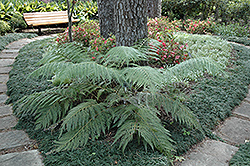 Oriental Chain Fern (Woodwardia orientalis) at Lakeshore Garden Centres