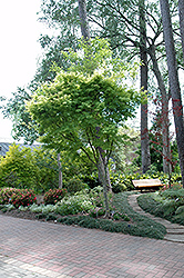Fried Egg Tree (Gordonia axillaris) at Lakeshore Garden Centres