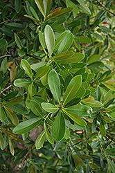 Fried Egg Tree (Gordonia axillaris) at Lakeshore Garden Centres