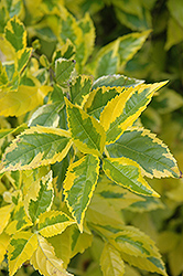 Gold Edge Duranta (Duranta erecta 'Gold Edge') at Lakeshore Garden Centres