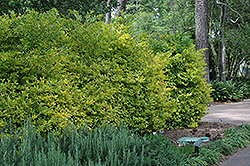 Gold Edge Duranta (Duranta erecta 'Gold Edge') at Lakeshore Garden Centres