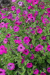 Laura Bush Petunia (Petunia 'Laura Bush') at Lakeshore Garden Centres