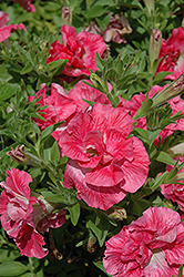 Novela Martha Washington Petunia (Petunia 'Novela Martha Washington') at Lakeshore Garden Centres